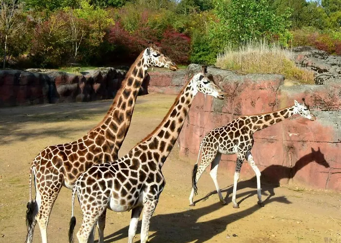 Дом отдыха Cosy 8 - Zuid-limburg